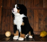 s white 8weeks 1