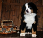 s white 8weeks 2