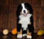 s white 8weeks 3