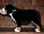 s white 8weeks 4