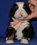 s yellow 3weeks