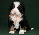 s yellow 4weeks
