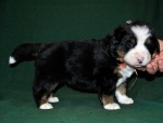 s yellow 4weeks 4