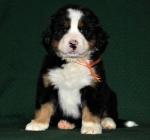 s yellow 6weeks