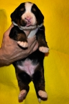 s siren 2weeks