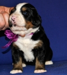 s siren 3weeks