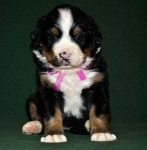 s siren 4weeks