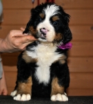 s siren 5weeks