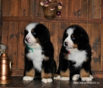 k red k green 8weeks 1