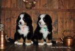 k red k green 8weeks 2