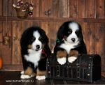 k red k green 8weeks 6