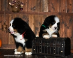 k red k green 8weeks 7