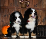 k red k green 8weeks 8