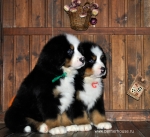 k red k green 8weeks 9
