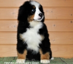 niklaus 11weeks 1