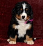 s lilac 6weeks