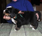 4 weeks 11