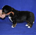 4 weeks 1