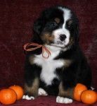 5 weeks