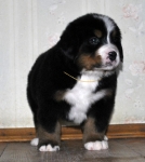 5 weeks 1