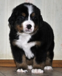 5 weeks 10