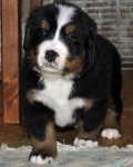 5 weeks 13