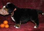 5 weeks 2