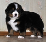 5 weeks 5