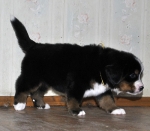 5 weeks 7