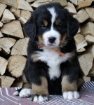 6 weeks 5