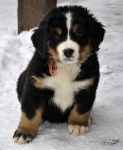 7 weeks