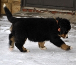 7 weeks 1