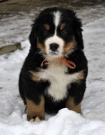7 weeks 11