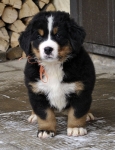 7 weeks 2