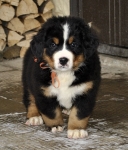 7 weeks 3