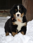 7 weeks 4