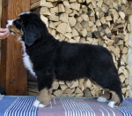 9 weeks 3