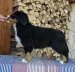 9 weeks 4