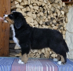 9 weeks 5
