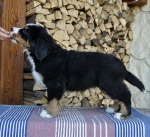 9 weeks 6