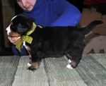4 weeks 6