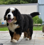 10 weeks 12