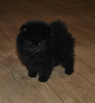 lilac 6 weeks
