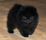 lilac 6 weeks 1