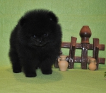 m 7weeks