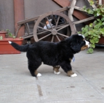 m blue 5 weeks 1