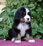 m blue 5 weeks 4