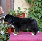 m blue 5 weeks 6