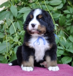 m blue 5 weeks 7