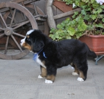 m blue 5 weeks 8